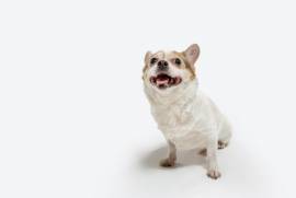 Chihuahua Maschio in Vendita 
