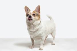 Chihuahua Maschio Foto 3