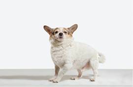 Chihuahua Maschio Foto 1